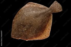 Image result for Scophthalmus maximus