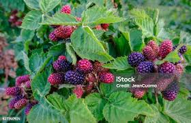 Attēlu rezultāti vaicājumam “Rubus plicatus fruit”