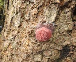 Attēlu rezultāti vaicājumam “Stemonitis axifera stalked”