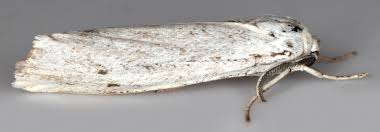 Attēlu rezultāti vaicājumam “Cribraria martinii”