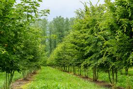 Attēlu rezultāti vaicājumam “Priobium carpini”