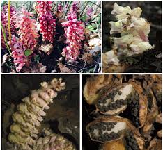 Attēlu rezultāti vaicājumam “Lathraea squamaria bud”