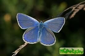 Attēlu rezultāti vaicājumam “Vacciniina optilete”