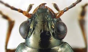 Attēlu rezultāti vaicājumam “Bembidion sp.”