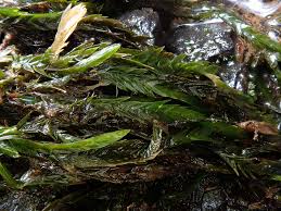 Attēlu rezultāti vaicājumam “Fontinalis antipyretica”