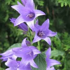 Attēlu rezultāti vaicājumam “Campanula cervicaria flower”
