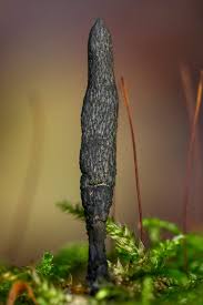 Attēlu rezultāti vaicājumam “Xylaria longipes”