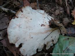 Attēlu rezultāti vaicājumam “Polyporus badius”