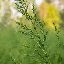 Image result for Artemisia annua