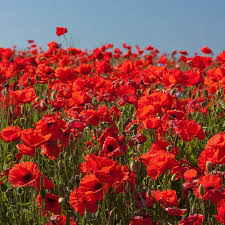 Attēlu rezultāti vaicājumam “Papaver rhoeas flower”