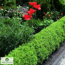 Attēlu rezultāti vaicājumam “Ligustrum vulgare”