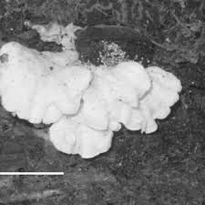 Attēlu rezultāti vaicājumam “Postia undosa”