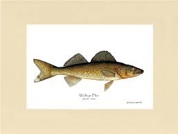 Image result for Sander canadensis/vitreus