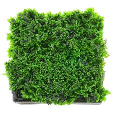 Attēlu rezultāti vaicājumam “Riccardia latifrons”