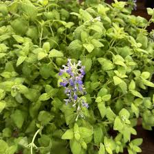 Attēlu rezultāti vaicājumam “Nepeta x faassenii leaf”