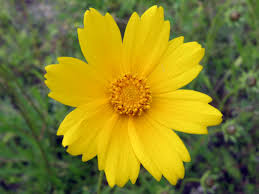 Image result for Coreopsis