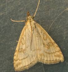 Attēlu rezultāti vaicājumam “Udea lutealis”