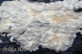 Attēlu rezultāti vaicājumam “Cystostereum murrayi”