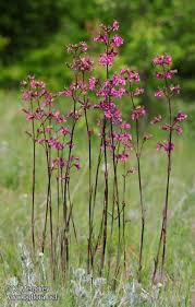 Attēlu rezultāti vaicājumam “Silene viscaria fruit”