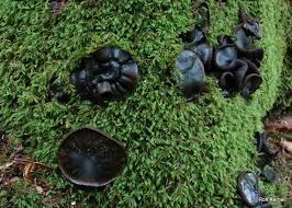 Attēlu rezultāti vaicājumam “Bulgaria inquinans”