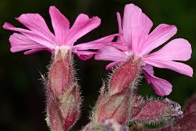 Attēlu rezultāti vaicājumam “Silene dioica flower”