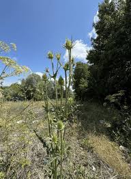 Image result for Dipsacus laciniatus