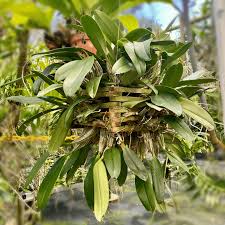 Attēlu rezultāti vaicājumam “Didymium aggregatum”