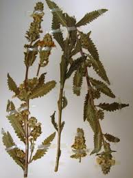 Attēlu rezultāti vaicājumam “Pedicularis palustris fruit”