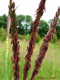 Attēlu rezultāti vaicājumam “Diderma tigrinum stalked”