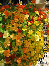 Image result for Tropaeolum majes