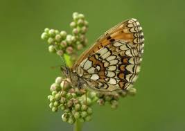 Attēlu rezultāti vaicājumam “Mellicta athalia”