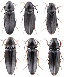 Attēlu rezultāti vaicājumam “Harminius undulatus”