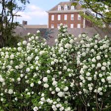 Attēlu rezultāti vaicājumam “Viburnum opulus flower”