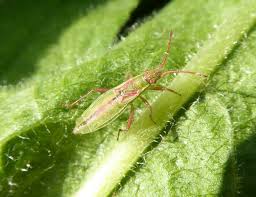 Attēlu rezultāti vaicājumam “Myrmus miriformis”