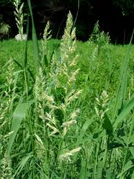 Attēlu rezultāti vaicājumam “Phalaroides arundinacea”