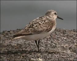 Attēlu rezultāti vaicājumam “Calidris alba adult”