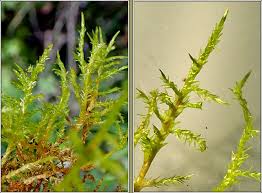 Attēlu rezultāti vaicājumam “Calliergonella cuspidata”