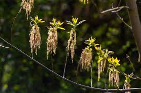 Attēlu rezultāti vaicājumam “Acer negundo female flower”