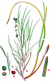 Attēlu rezultāti vaicājumam “Stuckenia filiformis”