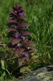 Attēlu rezultāti vaicājumam “Ajuga pyramidalis leaf”