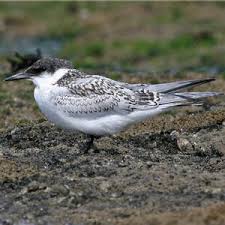 Attēlu rezultāti vaicājumam “Sterna sandvicensis adult”