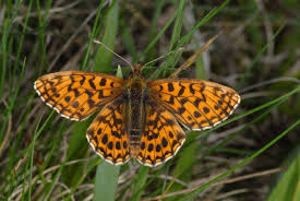 Attēlu rezultāti vaicājumam “Boloria dia”