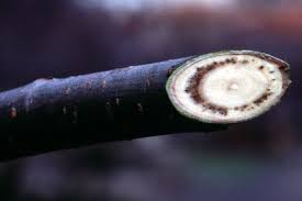 Attēlu rezultāti vaicājumam “Ulmus minor f. suberosa”