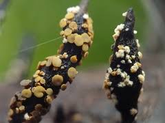 Attēlu rezultāti vaicājumam “Neocudoniella albiceps”