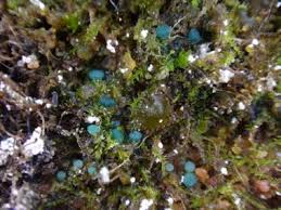 Attēlu rezultāti vaicājumam “Octospora splachnophila”