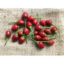 Afbeeldingsresultaat voor chili maya hot pepper hot pepper