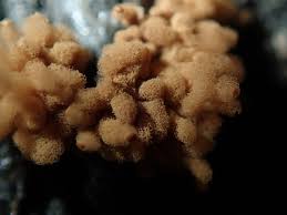 Attēlu rezultāti vaicājumam “Heterotrichia obvelata (syn. Arcyria obvelata) young”