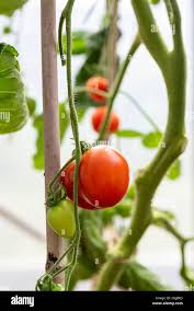 Afbeeldingsresultaat voor bloody butcher tomato