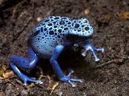 Image result for blauer baumsteiger