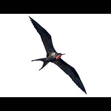 Image result for Fregata aquila